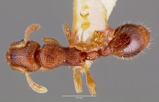 Vollenhovia emeryi specimen CASENT0006098 image casent0006098_1