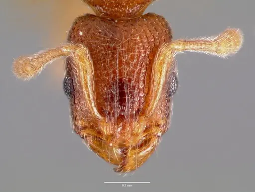 Vollenhovia emeryi specimen CASENT0006098 image casent0006098_2