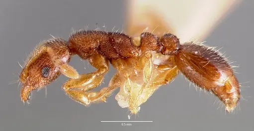 Vollenhovia emeryi specimen CASENT0006098 image casent0006098_3