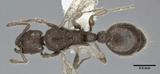 Vollenhovia emeryi specimen CASENT0246160 image casent0246160_1