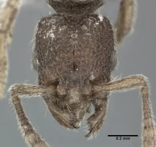 Vollenhovia emeryi specimen CASENT0246160 image casent0246160_2