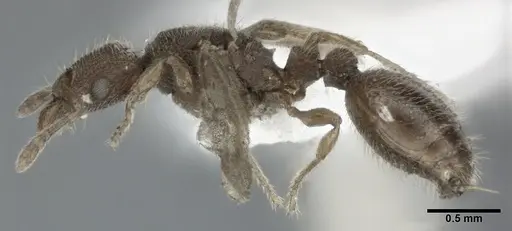 Vollenhovia emeryi specimen CASENT0246160 image casent0246160_3