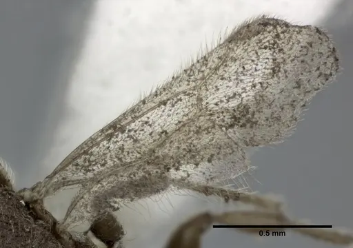 Vollenhovia emeryi specimen CASENT0246160 image casent0246160_4