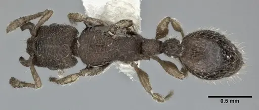 Vollenhovia emeryi specimen CASENT0246161 image casent0246161_1
