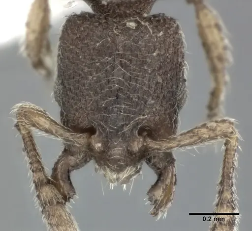 Vollenhovia emeryi specimen CASENT0246161 image casent0246161_2