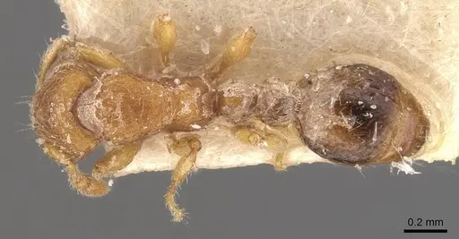 Vollenhovia escherichi specimen CASENT0908656 image casent0908656_1