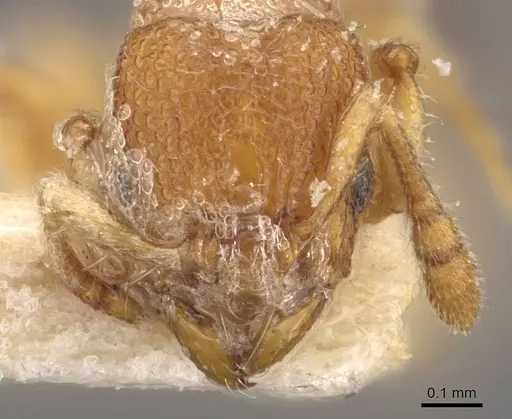 Vollenhovia escherichi specimen CASENT0908656 image casent0908656_2