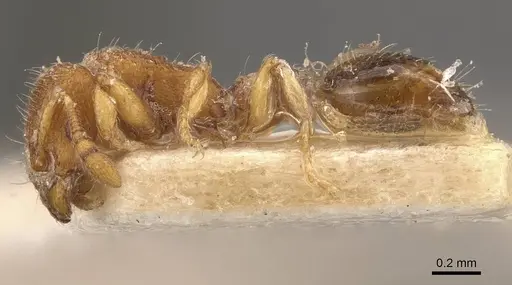 Vollenhovia escherichi specimen CASENT0908656 image casent0908656_3
