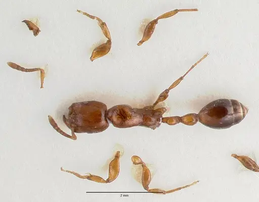 Vollenhovia irenea specimen CASTYPE06930 image castype06930_1