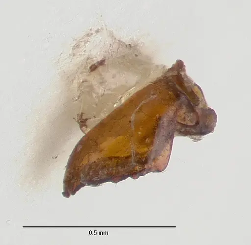 Vollenhovia irenea specimen CASTYPE06930 image castype06930_3