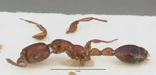 Vollenhovia irenea specimen CASTYPE06930 image castype06930_4