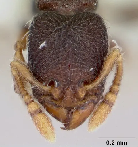 Vollenhovia kaselela specimen CASENT0173092 image casent0173092_2