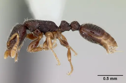 Vollenhovia kaselela specimen CASENT0173092 image casent0173092_3