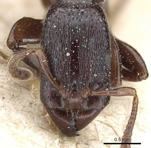 Vollenhovia longiceps specimen CASENT0904541 image casent0904541_2