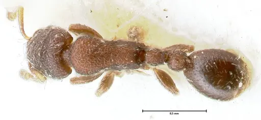 Vollenhovia minuta specimen FOCOL1657 image focol1657_1