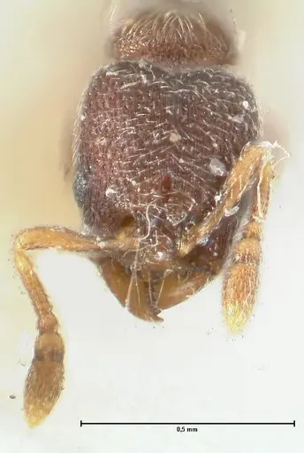 Vollenhovia minuta specimen FOCOL1657 image focol1657_2