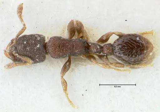 Vollenhovia minuta specimen FOCOL1658 image focol1658_1