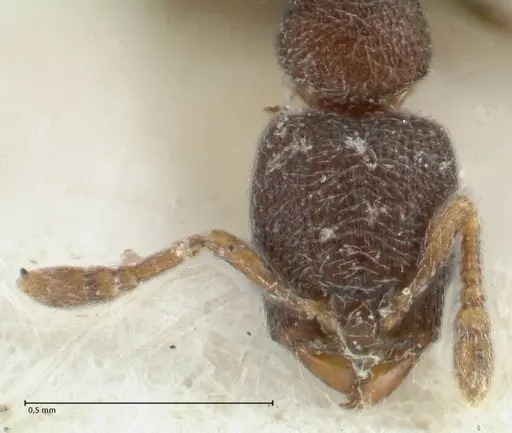 Vollenhovia minuta specimen FOCOL1658 image focol1658_2