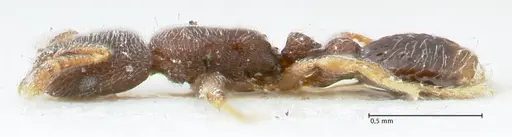 Vollenhovia minuta specimen FOCOL1658 image focol1658_3