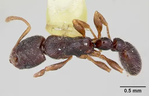 Vollenhovia mwereka specimen CASENT0173090 image casent0173090_1