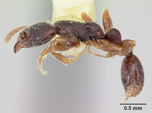 Vollenhovia mwereka specimen CASENT0173090 image casent0173090_3