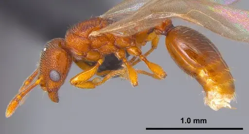 Vollenhovia nipponica specimen ANTWEB1008092 image antweb1008092_1