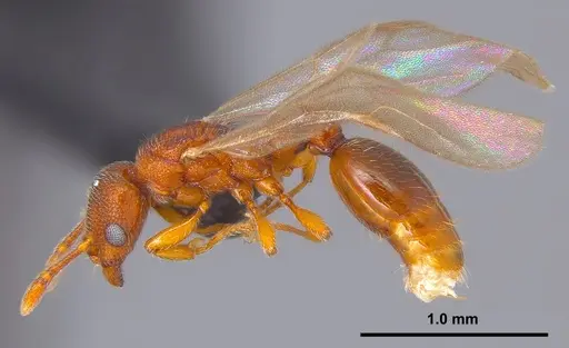 Vollenhovia nipponica specimen ANTWEB1008092 image antweb1008092_2
