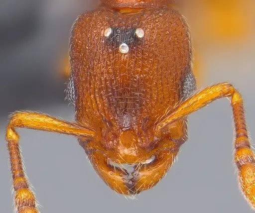 Vollenhovia nipponica specimen ANTWEB1008093 image antweb1008093_1