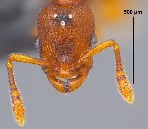 Vollenhovia nipponica specimen ANTWEB1008093 image antweb1008093_2