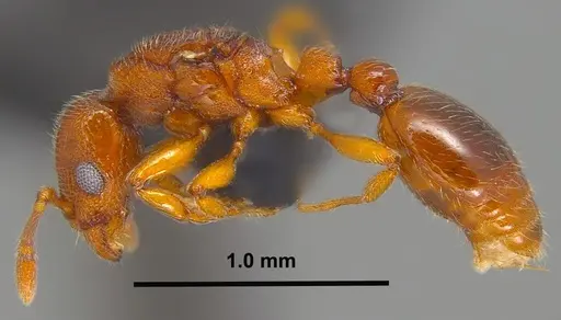 Vollenhovia nipponica specimen ANTWEB1008093 image antweb1008093_3
