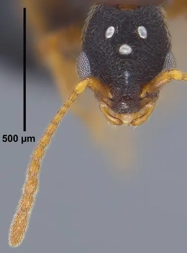Vollenhovia nipponica specimen ANTWEB1008094 image antweb1008094_2
