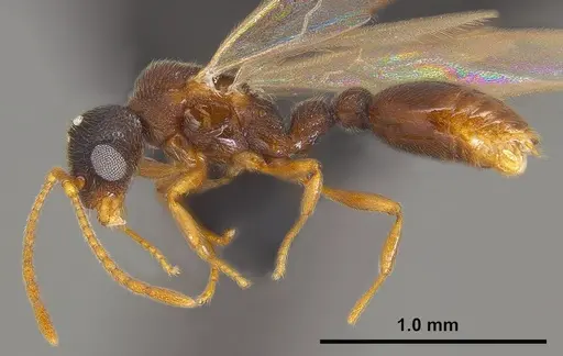 Vollenhovia nipponica specimen ANTWEB1008094 image antweb1008094_3