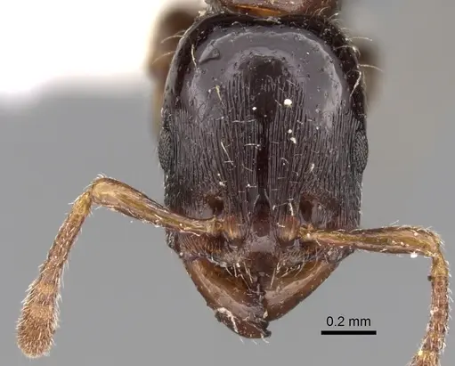 Vollenhovia nitida specimen CASENT0280818 image casent0280818_2