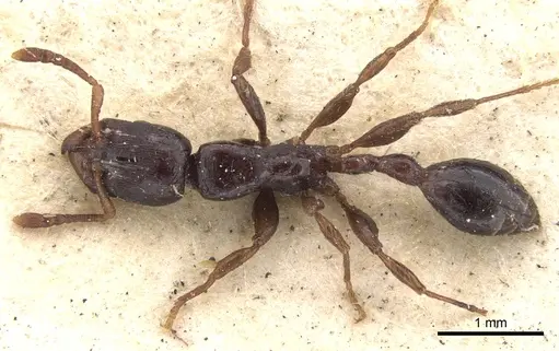 Vollenhovia nitida specimen CASENT0901382 image casent0901382_1