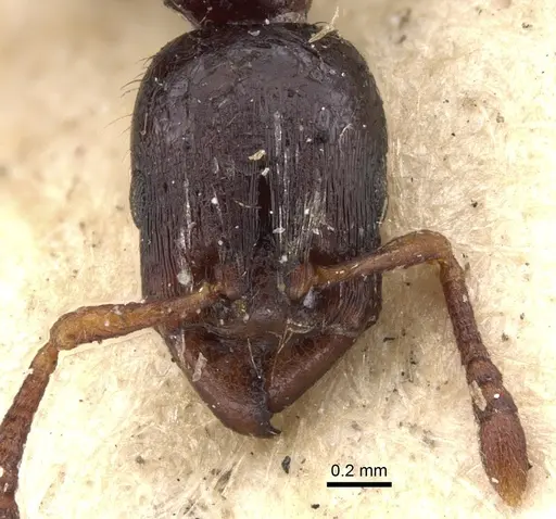 Vollenhovia nitida specimen CASENT0901382 image casent0901382_2