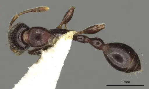 Vollenhovia novobritainae specimen CASENT0901005 image casent0901005_1