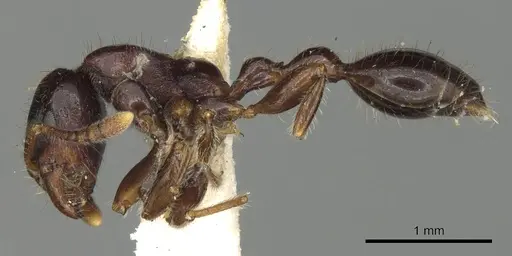 Vollenhovia novobritainae specimen CASENT0901005 image casent0901005_3
