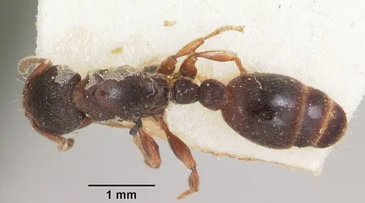Vollenhovia oblonga specimen CASENT0101273 image casent0101273_1