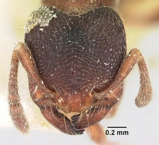 Vollenhovia oblonga specimen CASENT0101273 image casent0101273_2