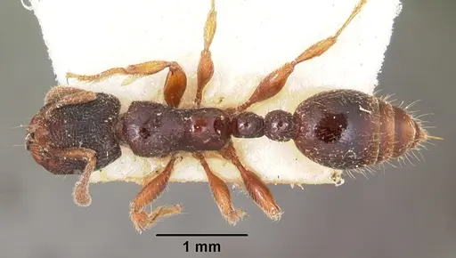 Vollenhovia oblonga specimen CASENT0101274 image casent0101274_1