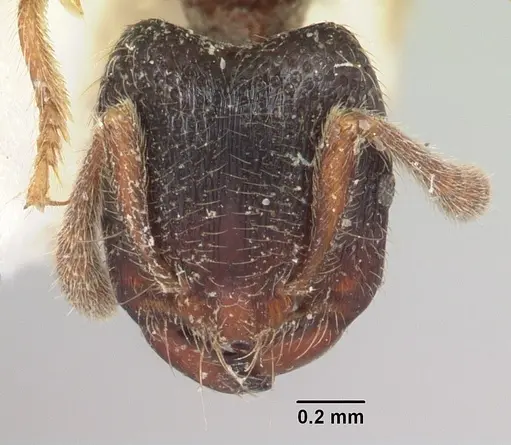 Vollenhovia oblonga specimen CASENT0101274 image casent0101274_2
