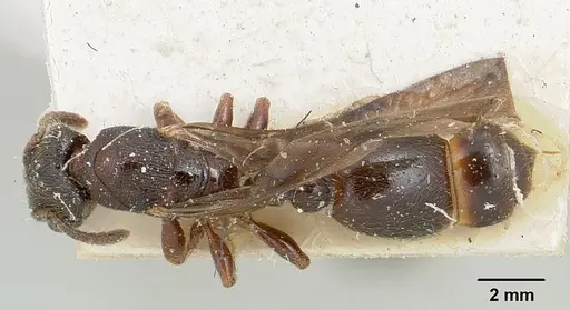 Vollenhovia oblonga specimen CASENT0101601 image casent0101601_1
