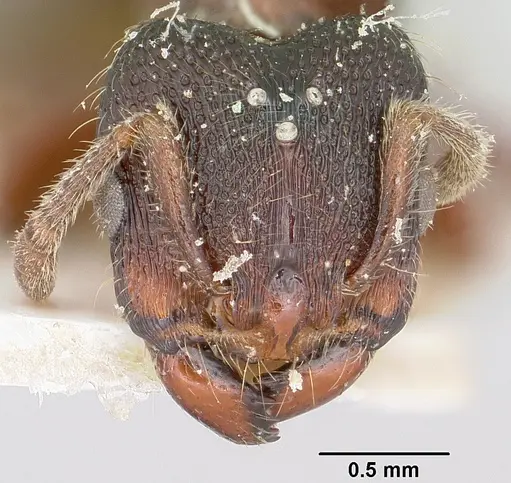 Vollenhovia oblonga specimen CASENT0101601 image casent0101601_2