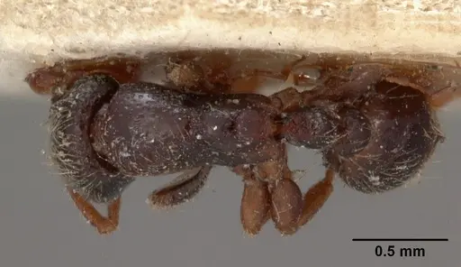 Vollenhovia oblonga specimen CASENT0102058 image casent0102058_1