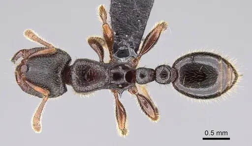 Vollenhovia oblonga specimen CASENT0159709 image casent0159709_1