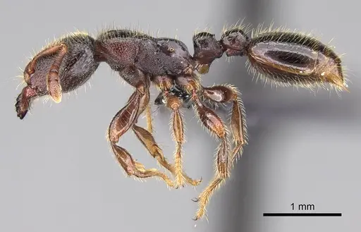 Vollenhovia oblonga specimen CASENT0159709 image casent0159709_4