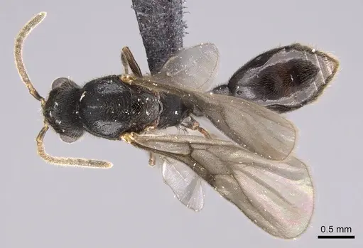 Vollenhovia oblonga specimen CASENT0160546 image casent0160546_1