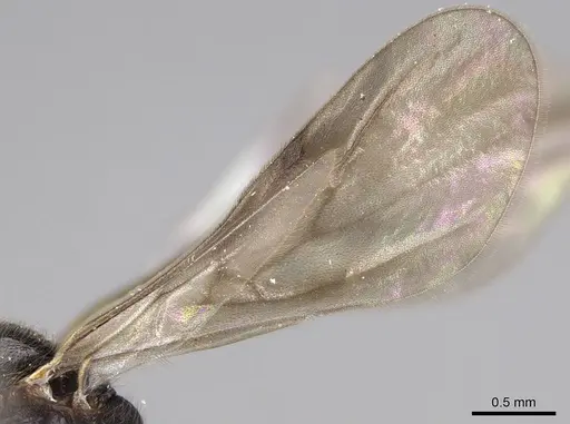 Vollenhovia oblonga specimen CASENT0160546 image casent0160546_4