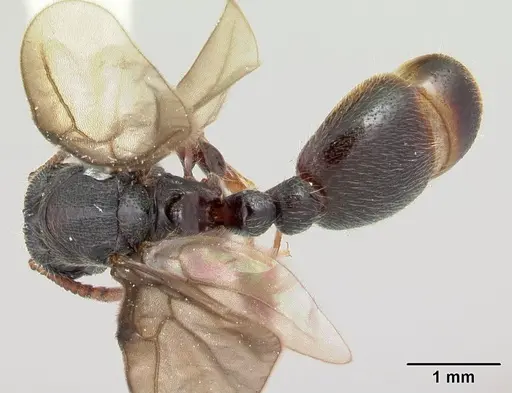 Vollenhovia oblonga specimen CASENT0178419 image casent0178419_1