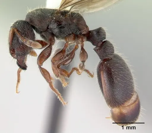 Vollenhovia oblonga specimen CASENT0178419 image casent0178419_3